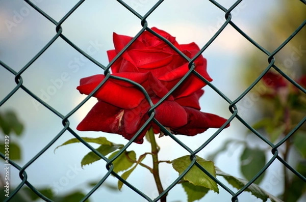 Obraz Red rose imprisoned bil bianc