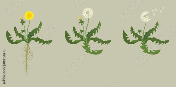 Obraz Mniszek lekarski