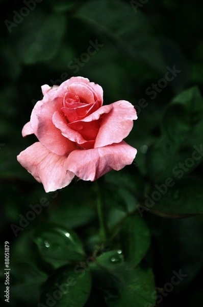 Fototapeta red rose in the garden