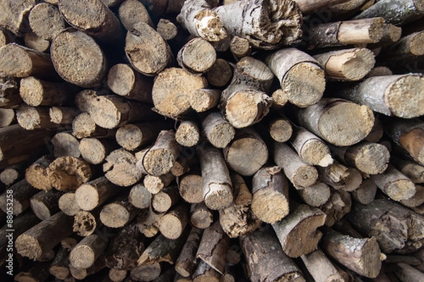 Fototapeta Small timber