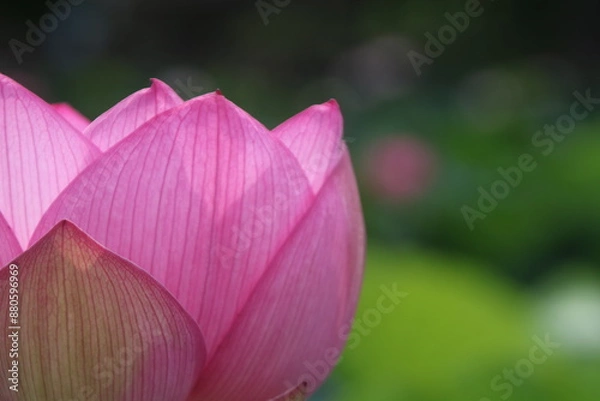 Obraz 蓮の花びら