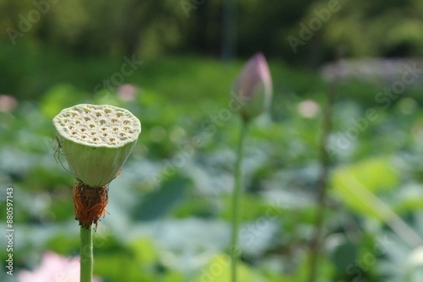 Obraz 蓮の実と池