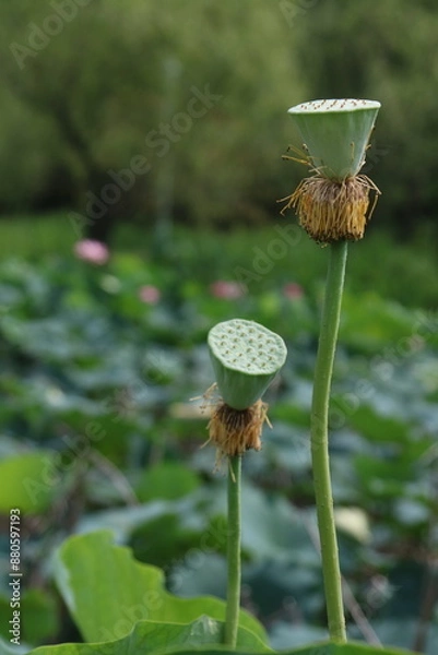 Obraz 蓮の実２本