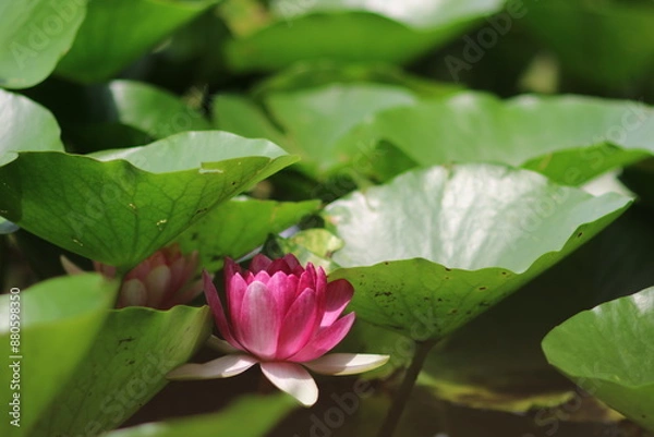 Obraz 睡蓮の葉と花