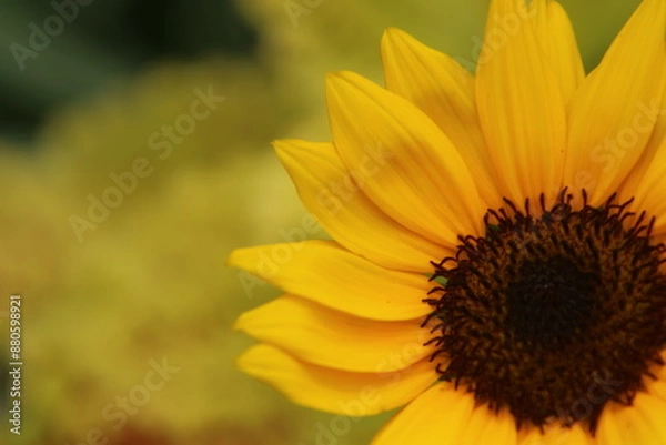 Obraz ミニ向日葵