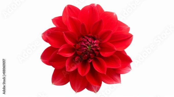 Fototapeta detailed red dahlia flower with layered petals, isolated on a white background, bold and striking 