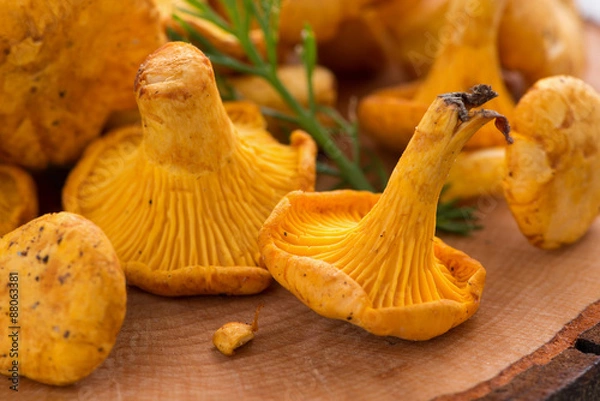 Fototapeta chanterelle on a wooden background, selective focus