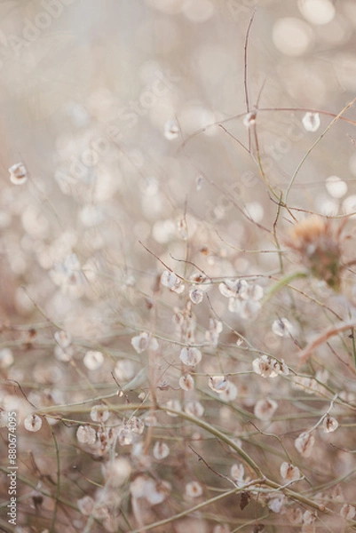 Obraz Trockene Pflanze