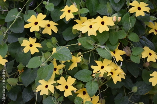 Obraz schwarzäugige Susanne