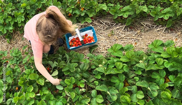 Obraz Child girl picking strawberries in a field with a basket full of fresh strawberries, banner