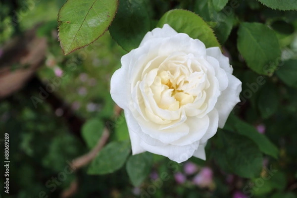 Obraz weiße englische Rosen