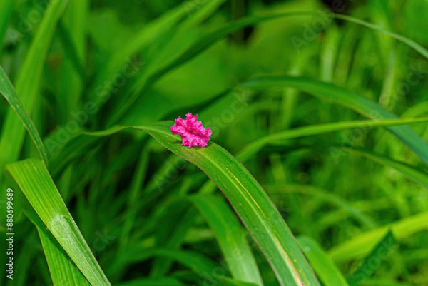 Fototapeta A single long tree petal resting gently on a blade of grass.