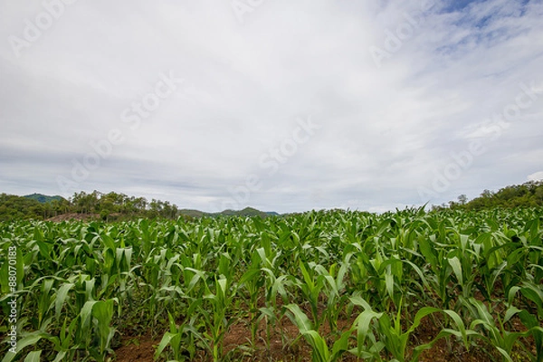 Fototapeta Green corn