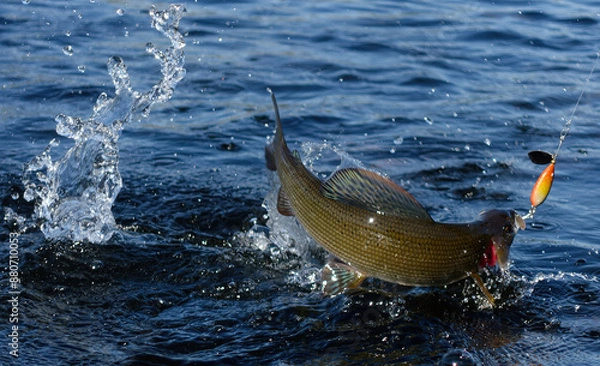 Fototapeta Hooked grayling jumping and fighting in an Arctic river caught with spinner lure by fisherman in Swedish Lapland near Kiruna in August 2021.