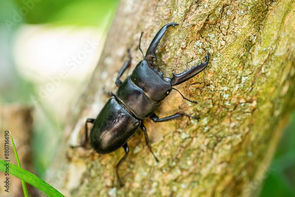 Fototapeta A Japanese great stag beetle that hides in tree holes during the day and emerges at night.