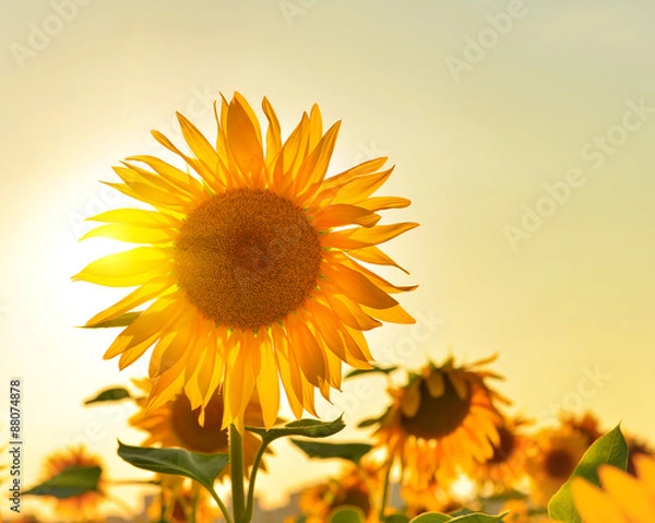 Fototapeta Słonecznik