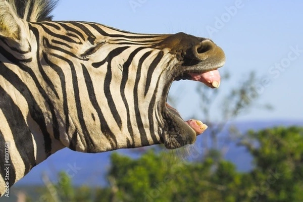 Obraz ziewanie zebry