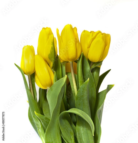 Obraz A bouquet of yellow tulips on white background