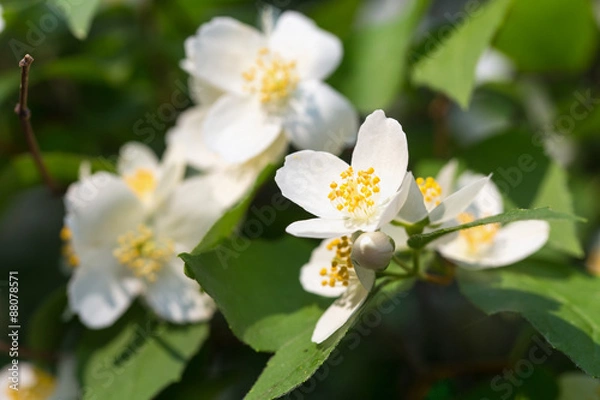 Obraz Jasmine branch