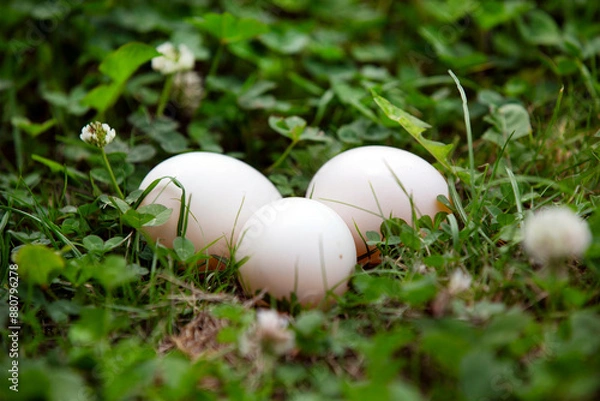 Obraz Three white duck eggs laying on grass with clover 