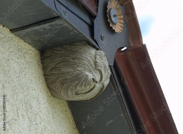 Obraz Wespe fliegt raus