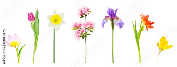 Fototapeta Spring flowers isolated on white.