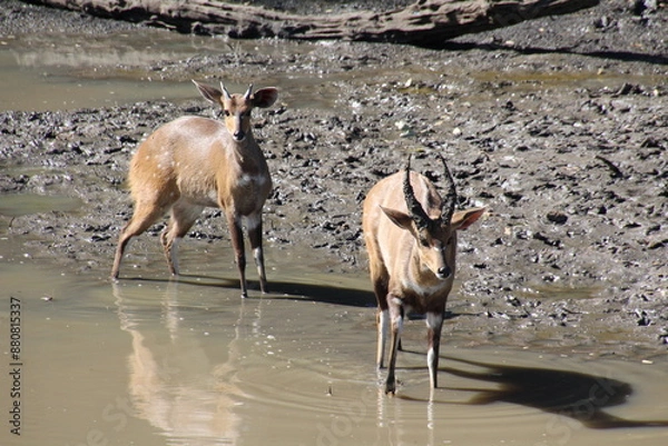 Obraz Impalas am Fluss