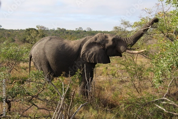 Obraz Elefant beim essen