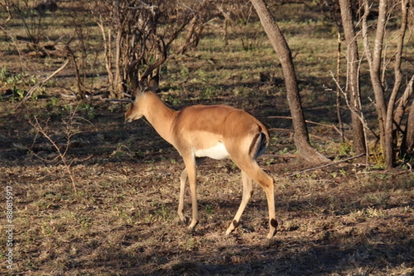 Obraz Impala