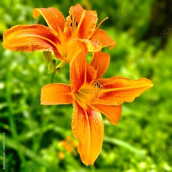 Obraz orange tiger lily