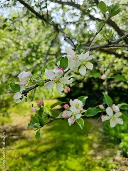 Fototapeta apple tree blossom
