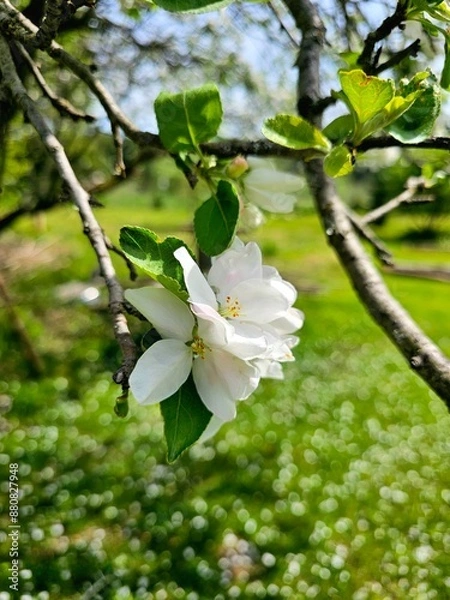 Fototapeta apple tree blossom