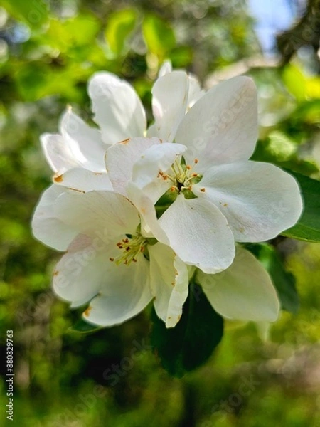 Fototapeta apple tree blossom
