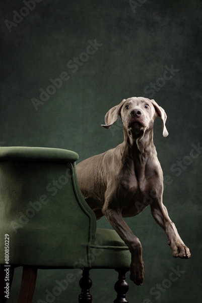 Obraz portrait of a weimaraner  dog