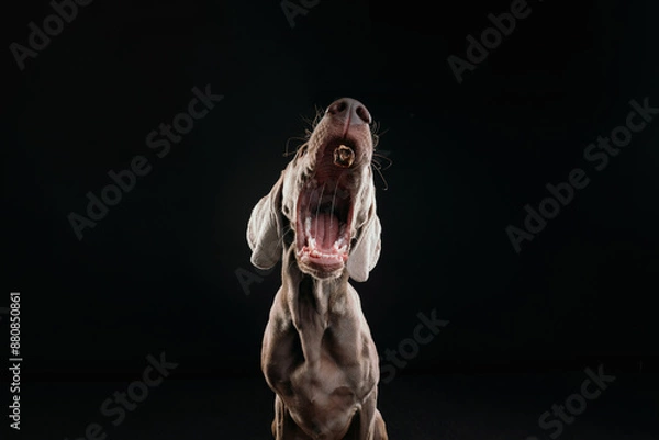 Obraz 
Weimaraner puppy catching a treat