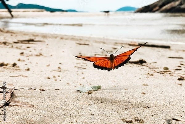 Obraz butterfly on the sand