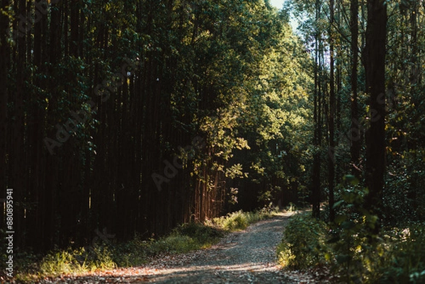 Obraz sunset in the forest