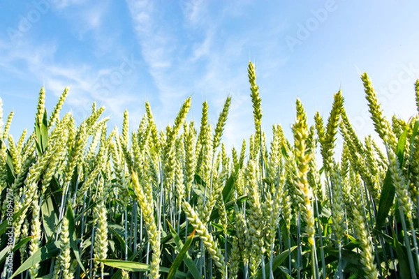 Obraz Young wheat field
