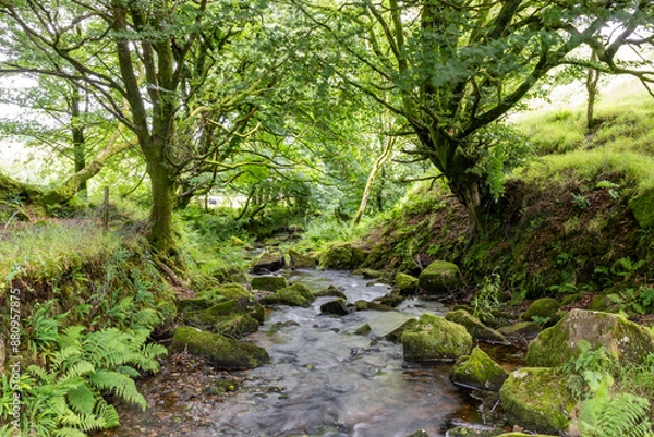 Obraz flowing stream in the woods