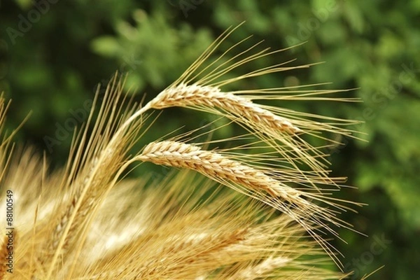 Obraz Ähren / Gerste / Stillleben