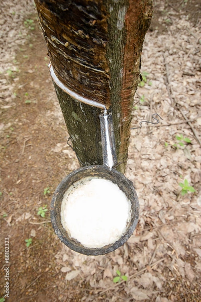 Fototapeta rubber trees