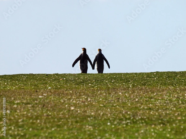 Obraz Penguins