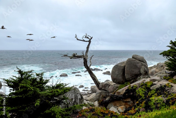 Obraz The ghost trees at Pescadero Point