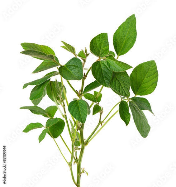 Obraz Green soybean bush isolated on white background. Soy bean plant.