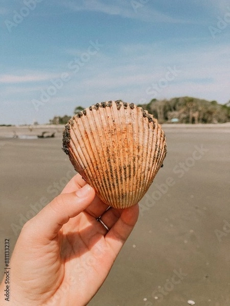 Obraz Sandy Seashell