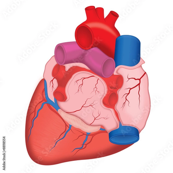 Obraz Human Heart, anterior view