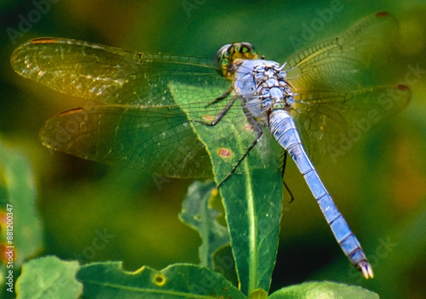 Obraz dragonfly on a leaf