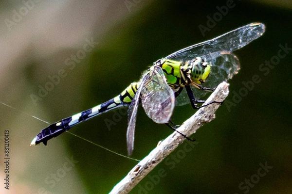 Obraz dragonfly on a branch