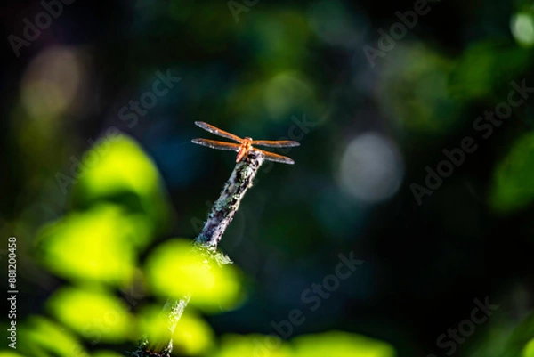 Obraz dragonfly on a branch