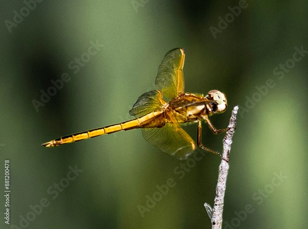 Obraz close up of a dragonfly